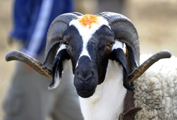 Mouton (Tabaski) Melhem